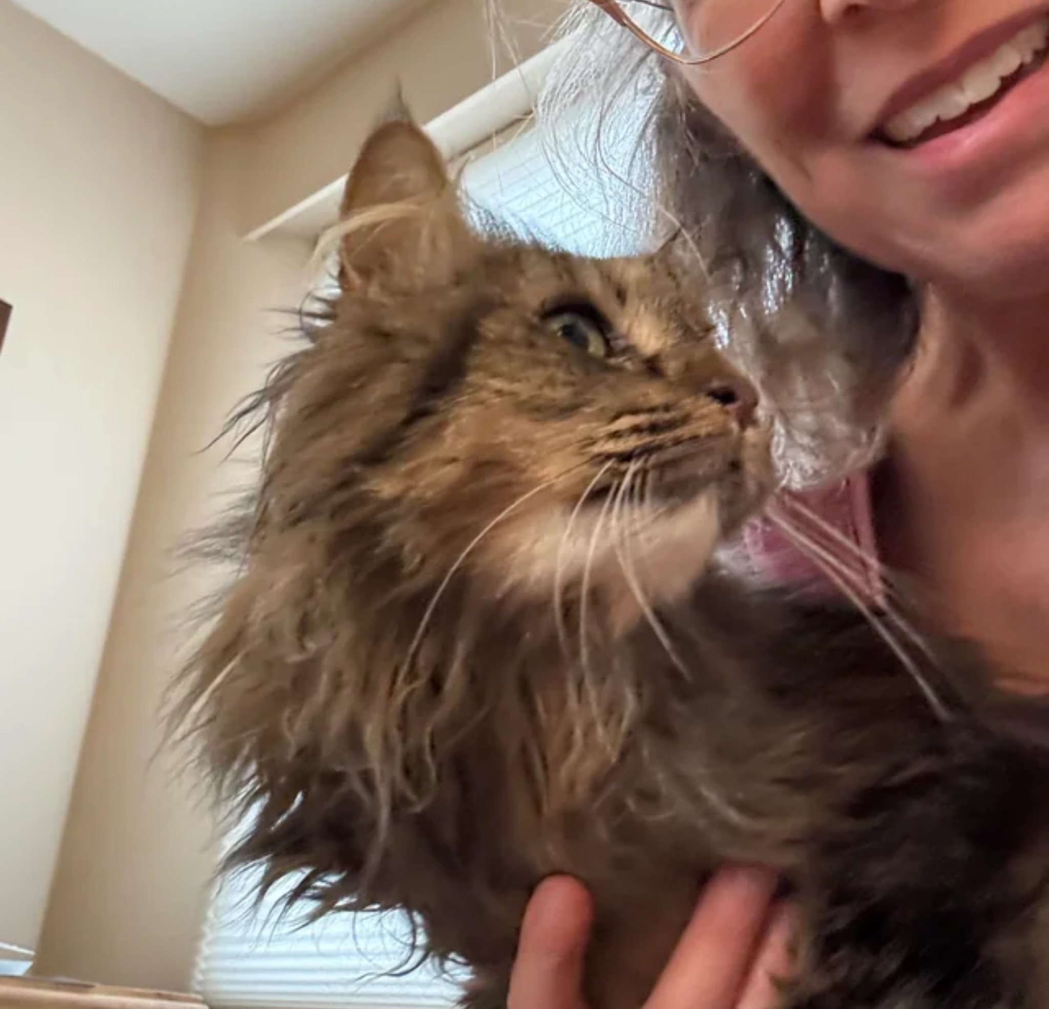 Vet Life Magazine Facebook ad
