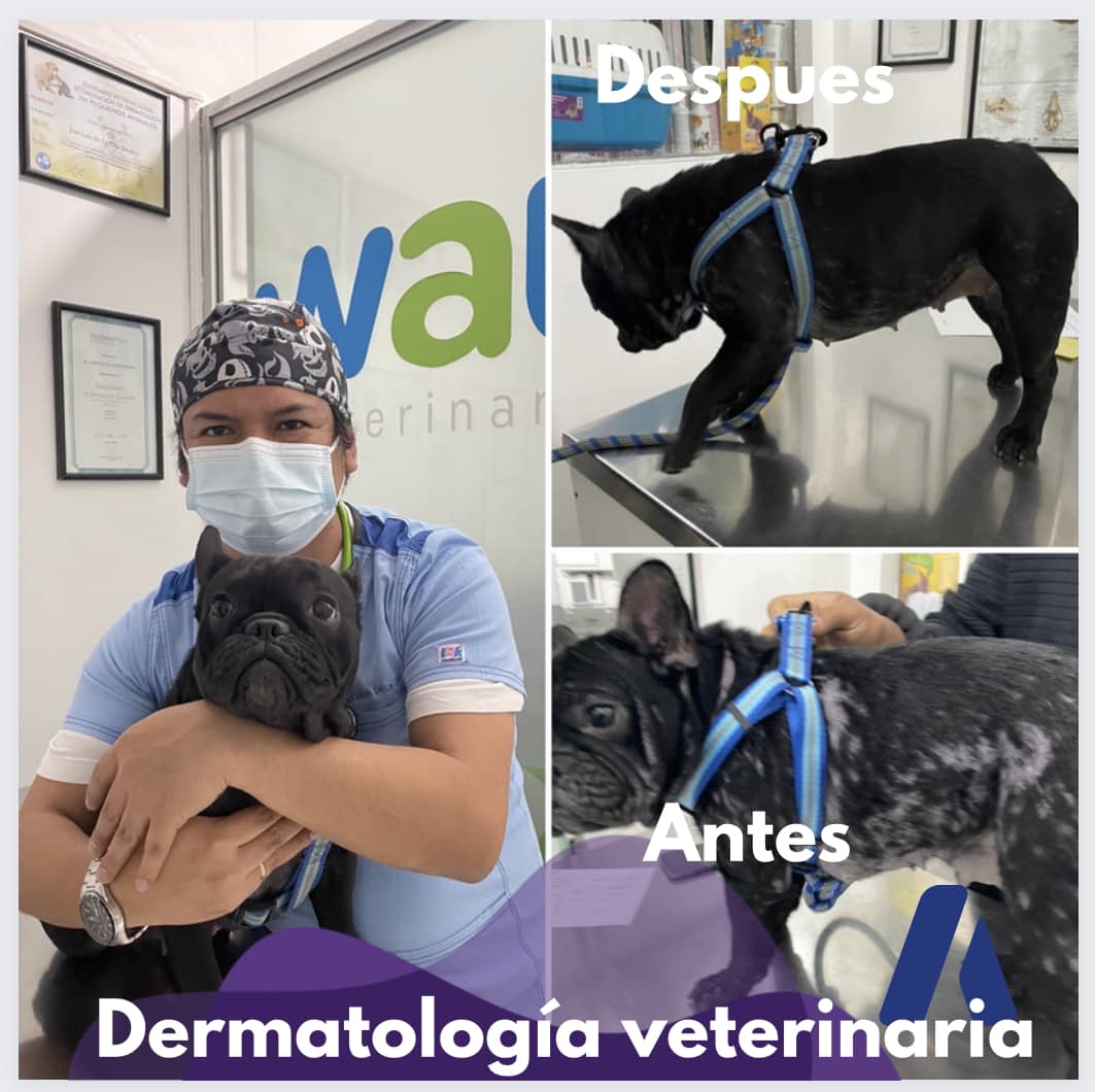 Wau Veterinaria Facebook ad: Dermatología Veterinaria: piel sana, mascota feliz