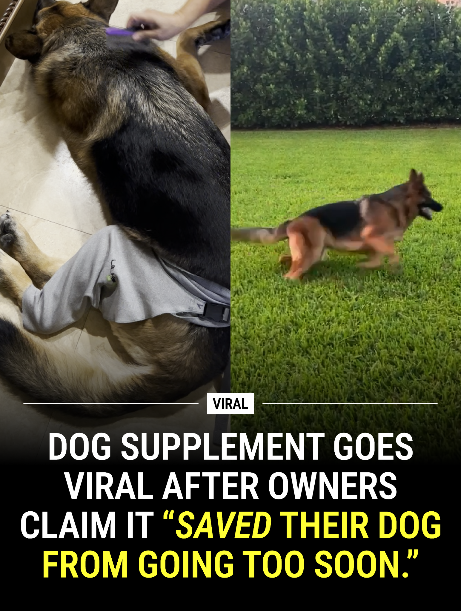 Dog is Human Facebook ad