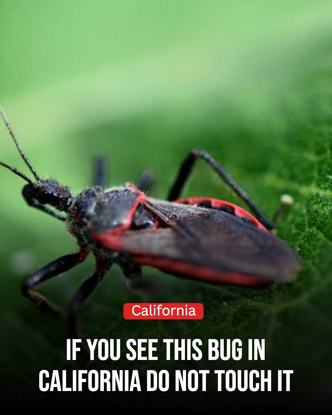 California Gardener Facebook ad: If You See This Bug In California Do Not Touch It