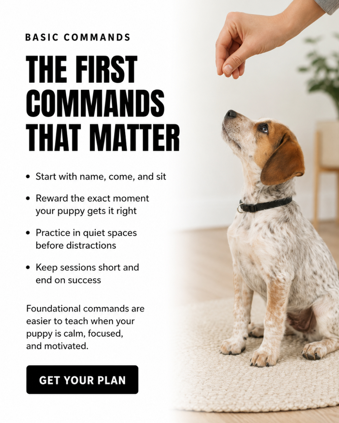 Ben Your Puppy Trainer Facebook ad