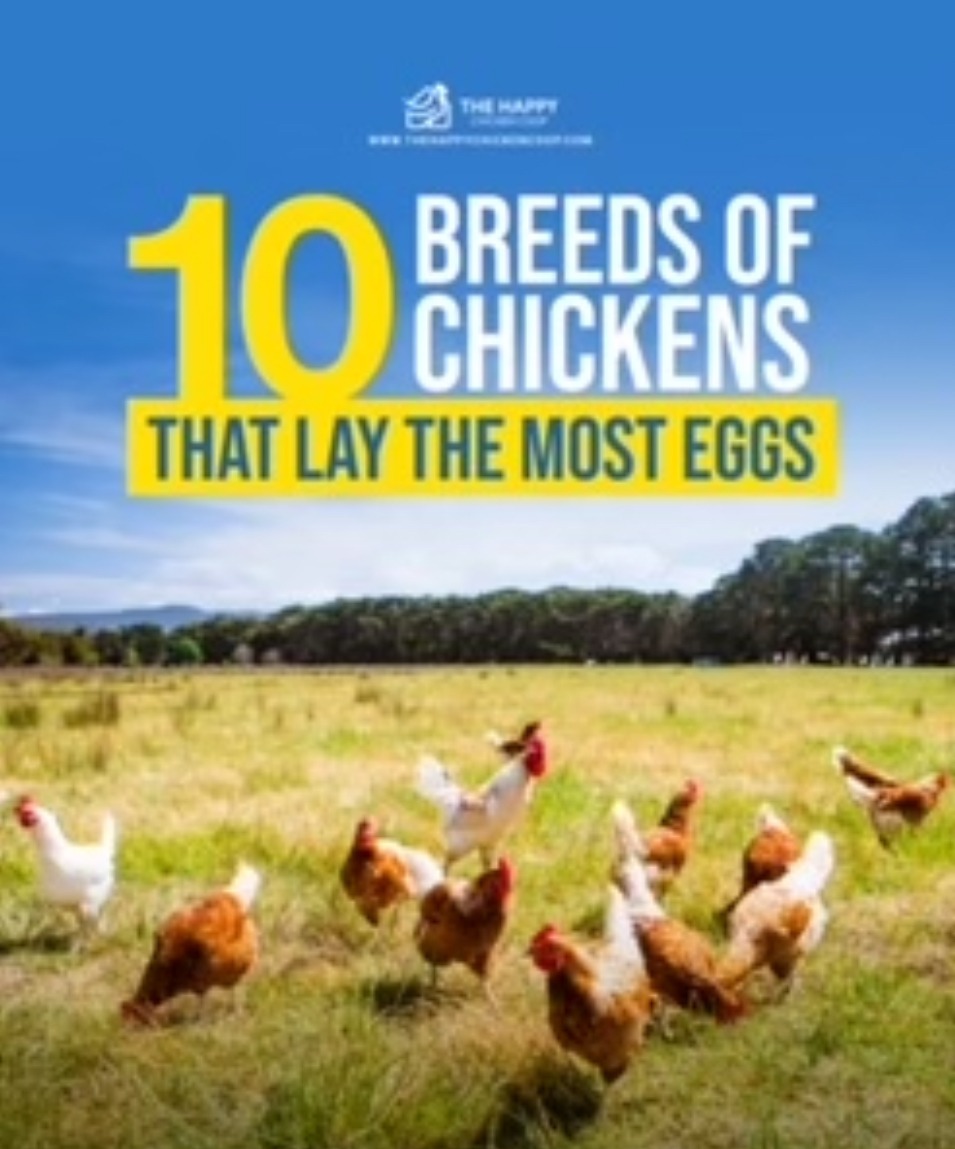 The Happy Chicken Coop Facebook ad from Jul 30, 2024