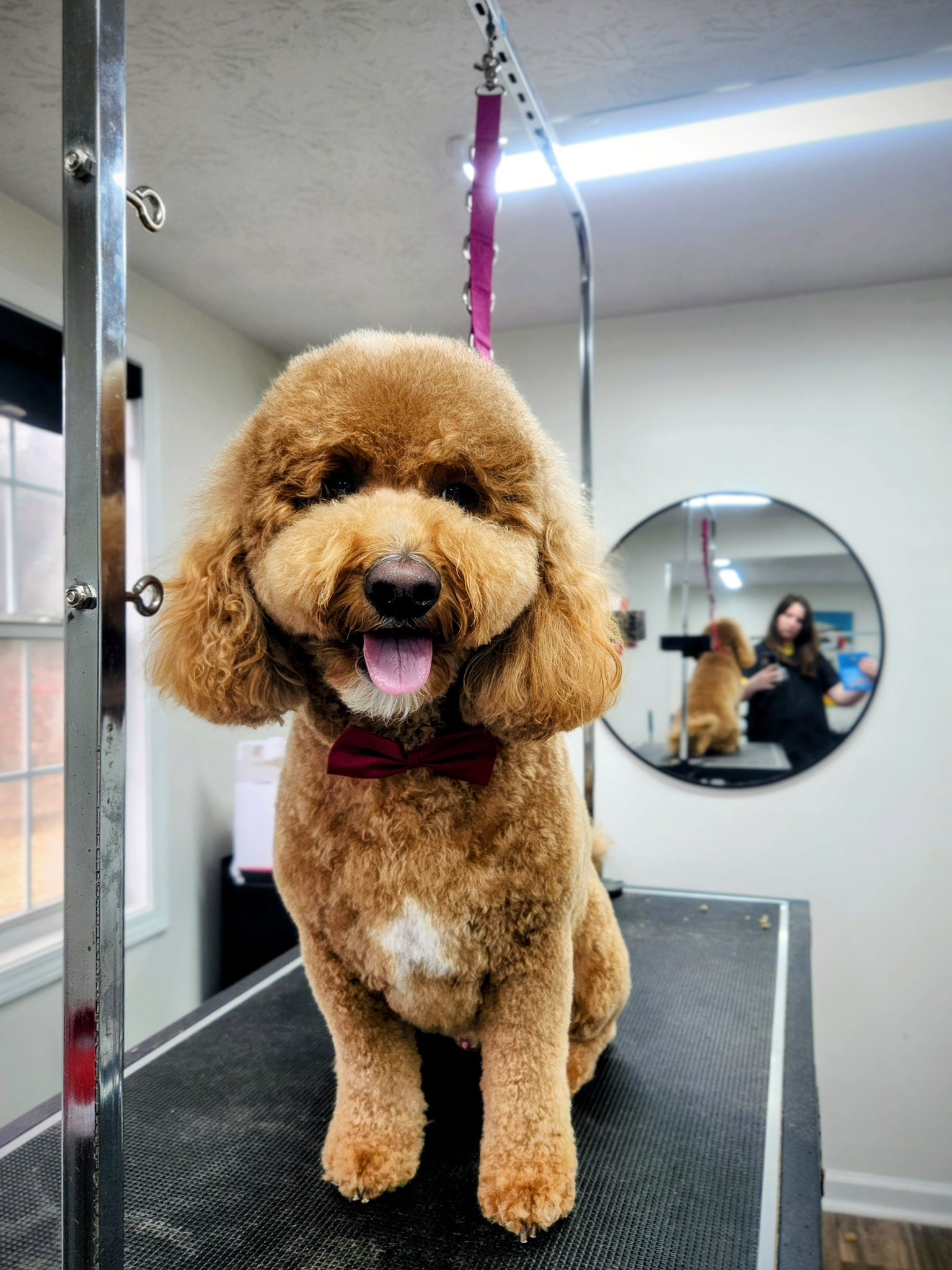 Georgia Grooming Spa and Training Center Facebook ad
