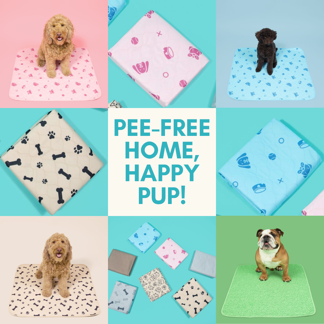 Potty Buddy Facebook ad