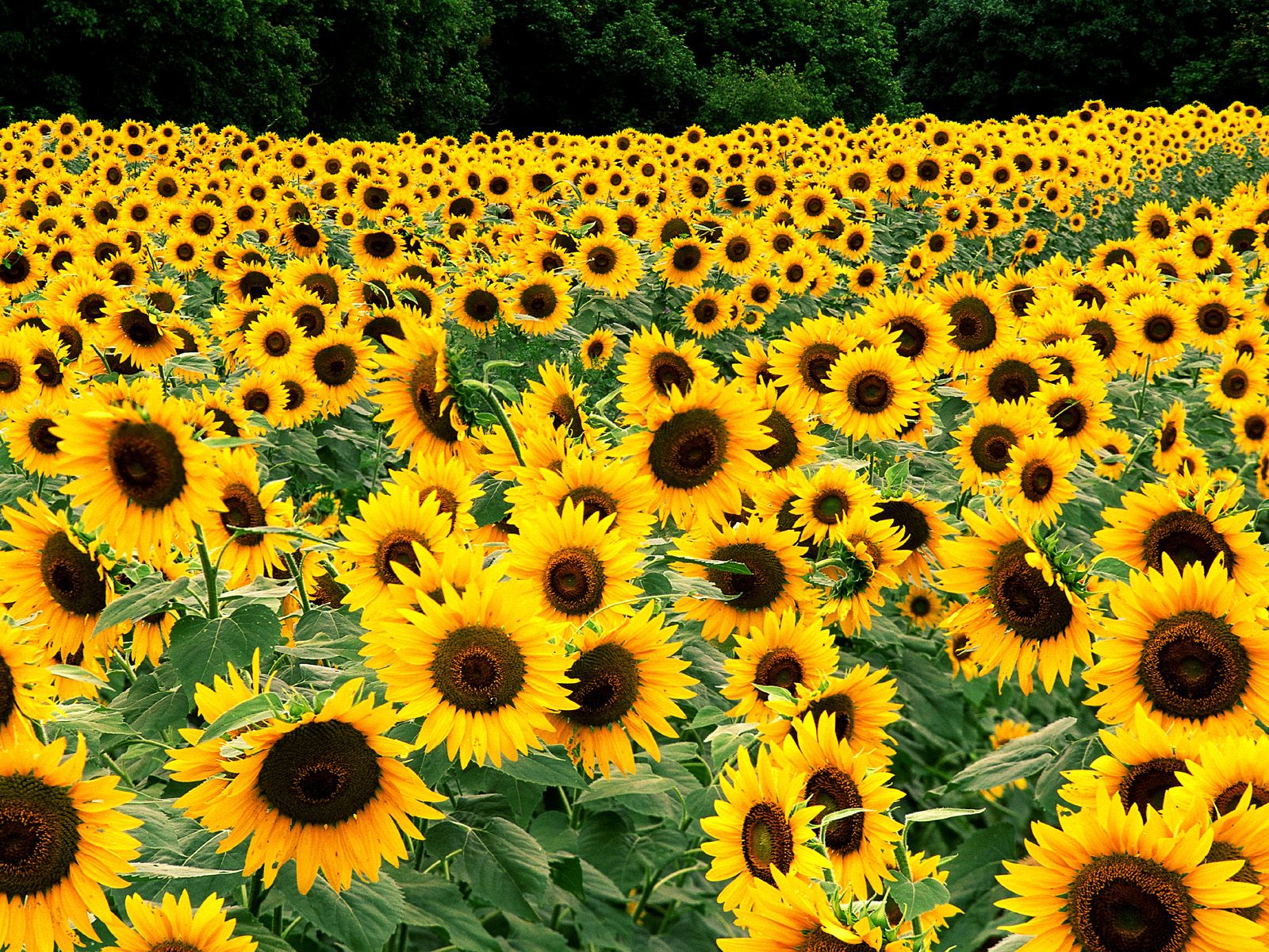 The Happy Sunflower Facebook ad: A community with valuable info and tips on…