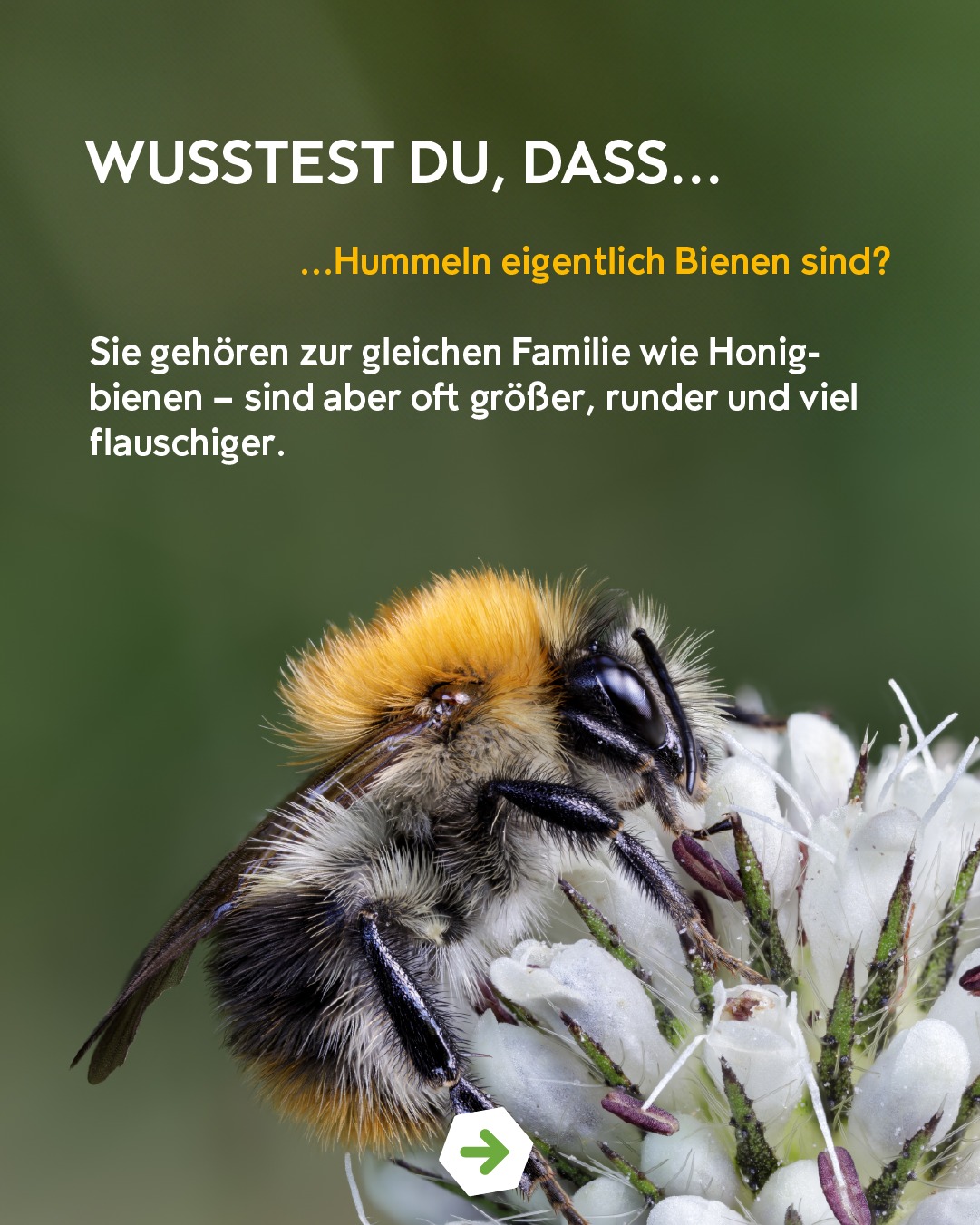 BeeWild Facebook ad