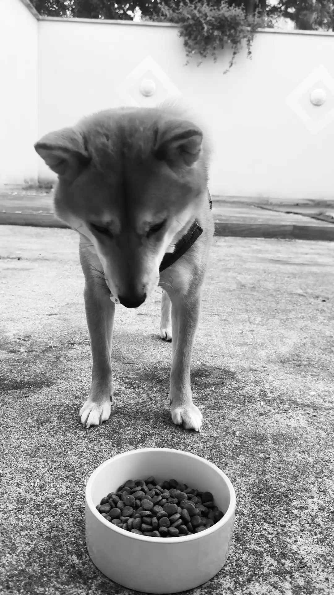 Franklin Pet Food Facebook ad: Le goût qui fait la différence