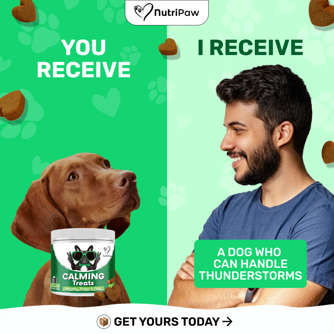 Healthy Dog 24/7 Facebook ad