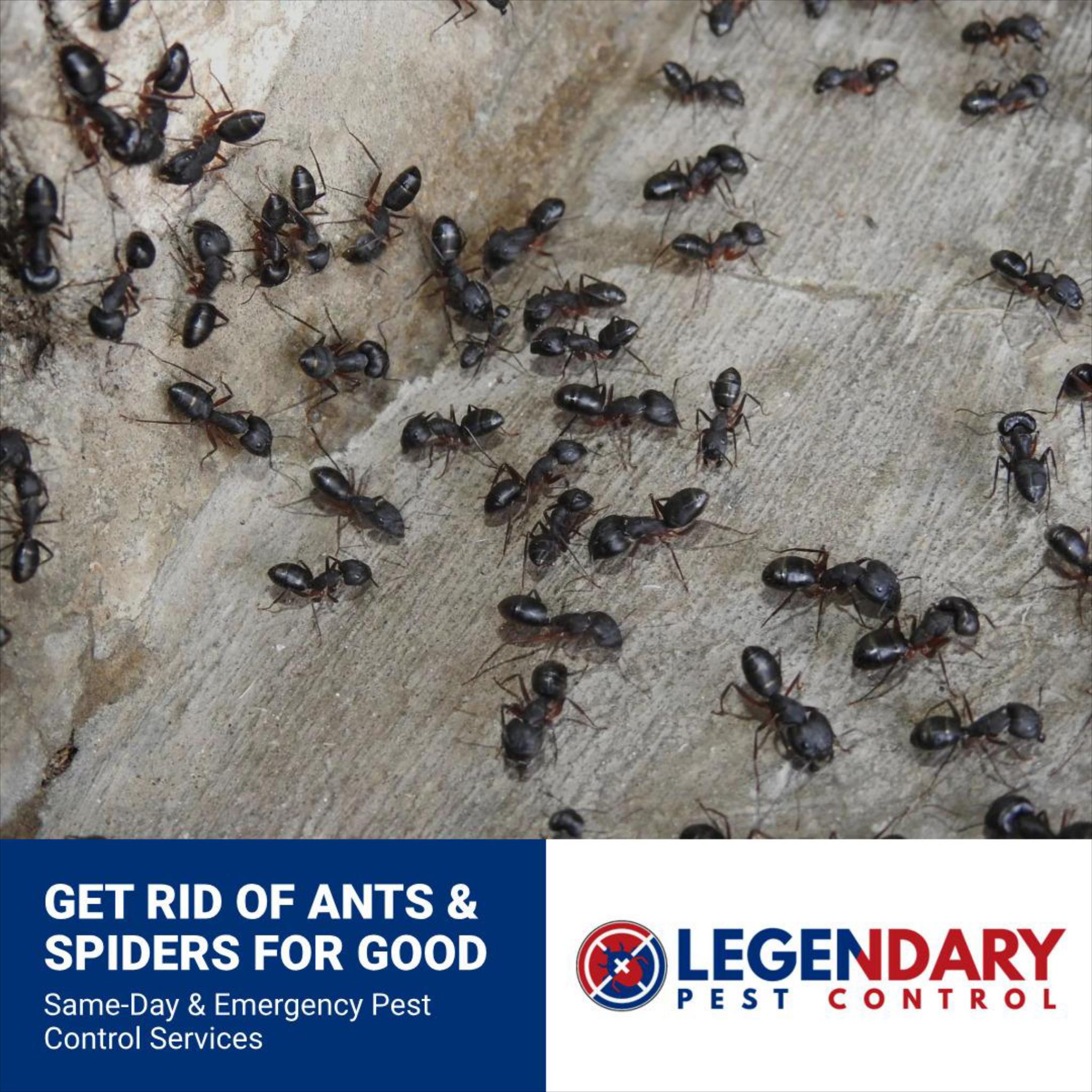 Legendary Pest Control Facebook ad: Need Reliable Pest Control Fast?