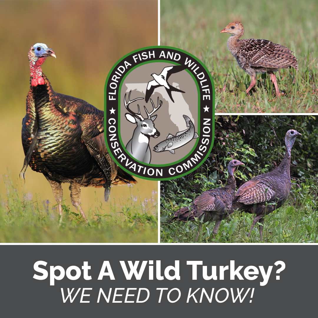 MyFWC Florida Fish and Wildlife Facebook ad