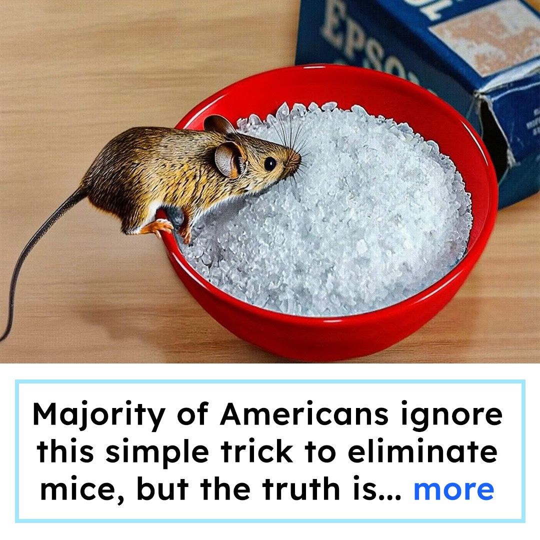 Homeowners Vs. Mice Facebook ad