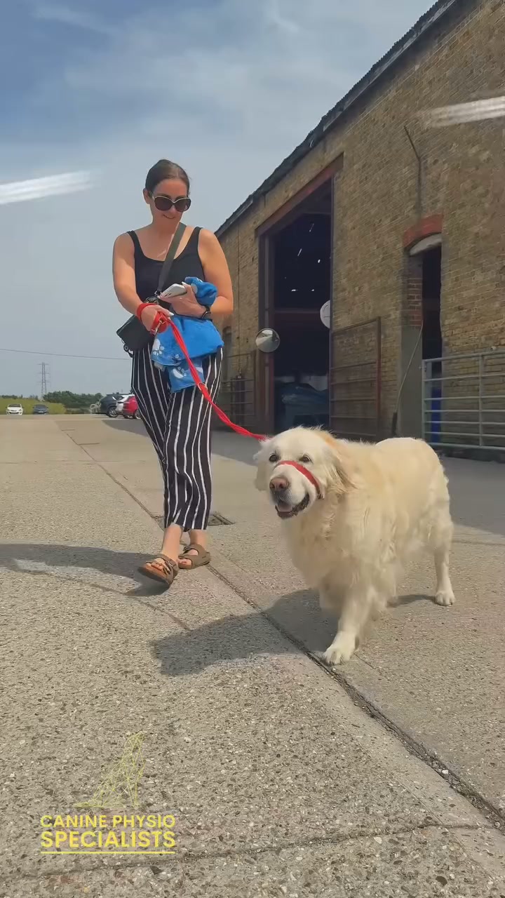Canine Physio Specialists Facebook ad: Lola’s making a splash in her recovery journey!