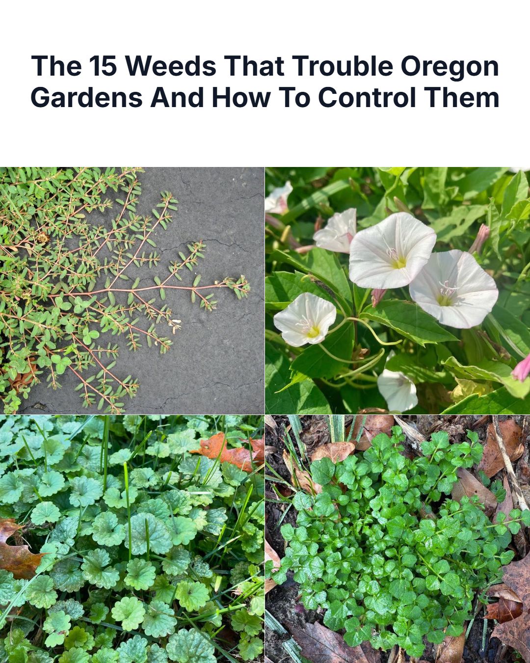 Oregon Gardener Facebook ad: 15 Weeds That Trouble Oregon Gardens And How To Control Them