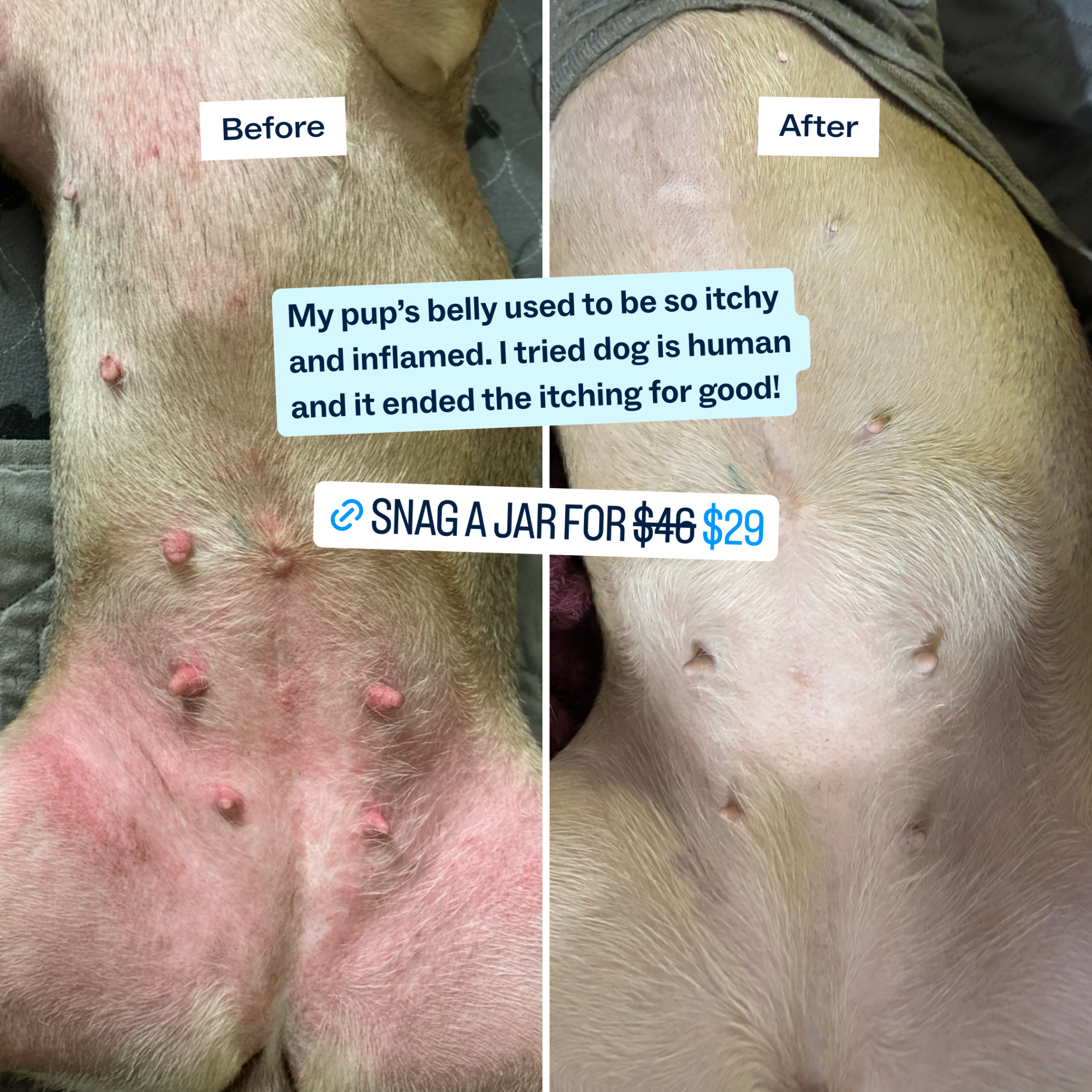 Dog is Human Facebook ad