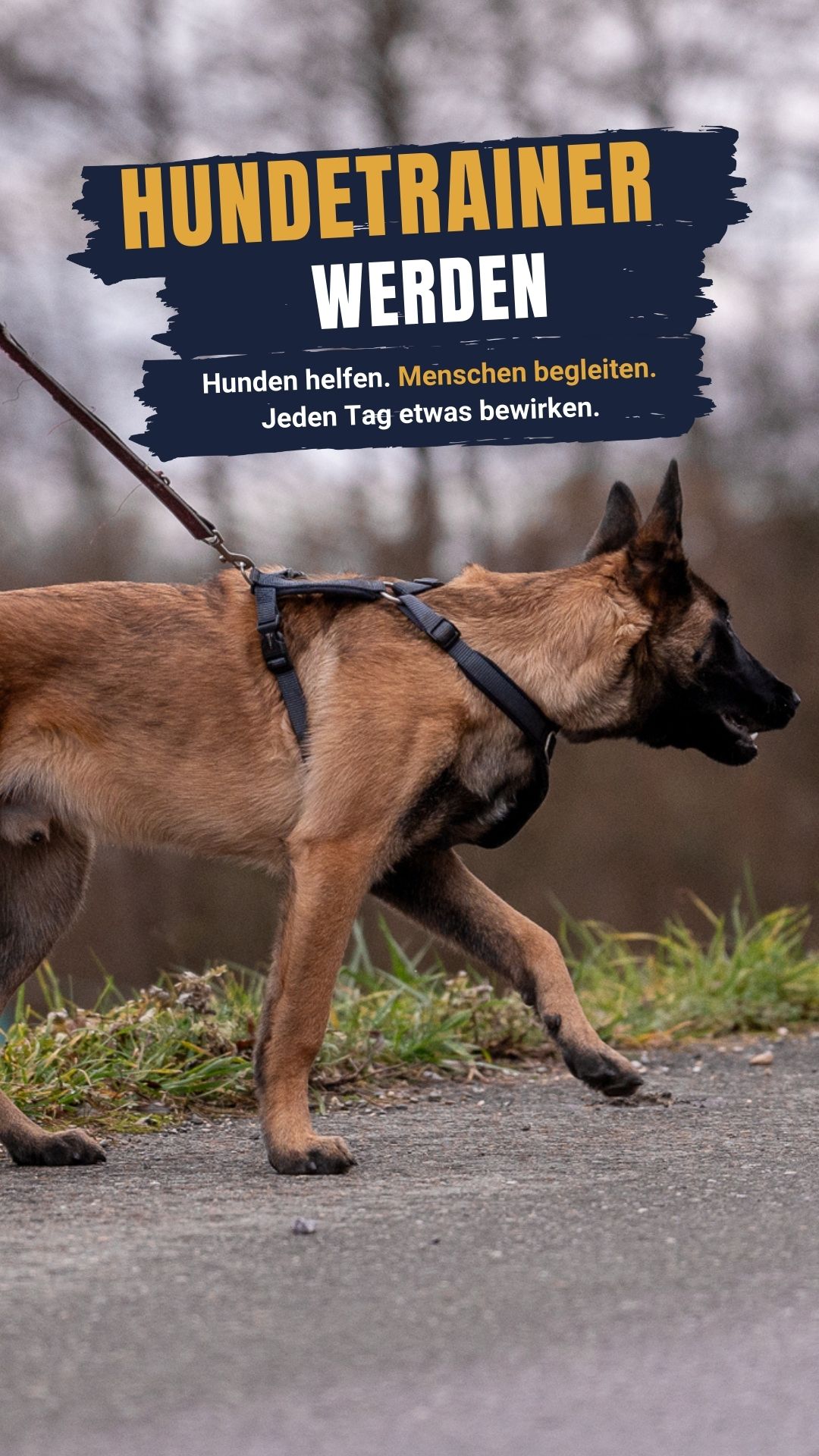 LakeDog - Akademie für Mensch & Hund Facebook ad from Mar 19, 2026