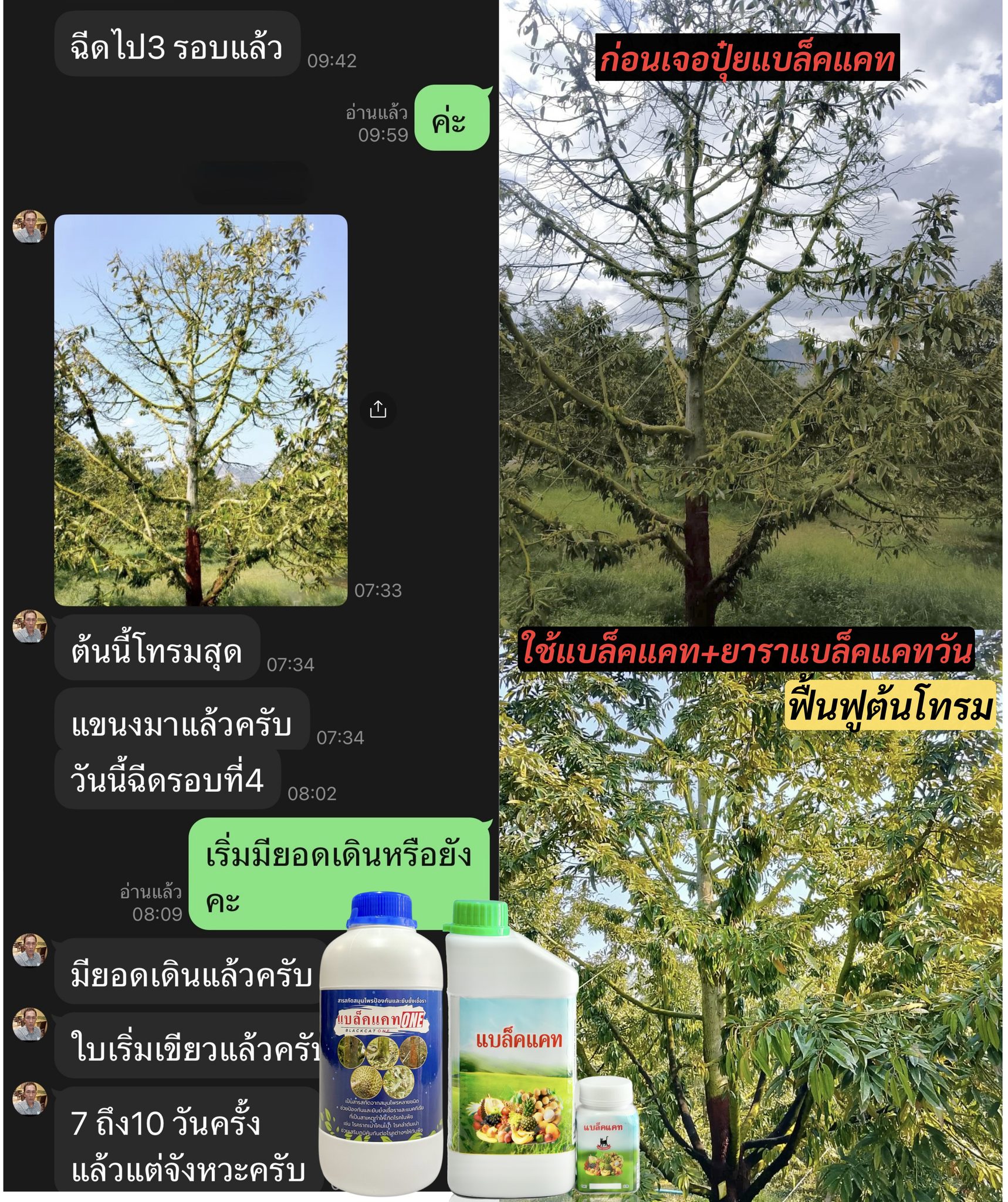 ปุ๋ยแบล็คแคท เพจหลักบริษัท ปุ๋ยน้ำทางใบ นวัตกรรม เพิ่มผลผลิต Facebook ad: เหลืองโทรม ก้านธูป เรียวไม้กวาด น้ำเยิ้มยกแปลง!