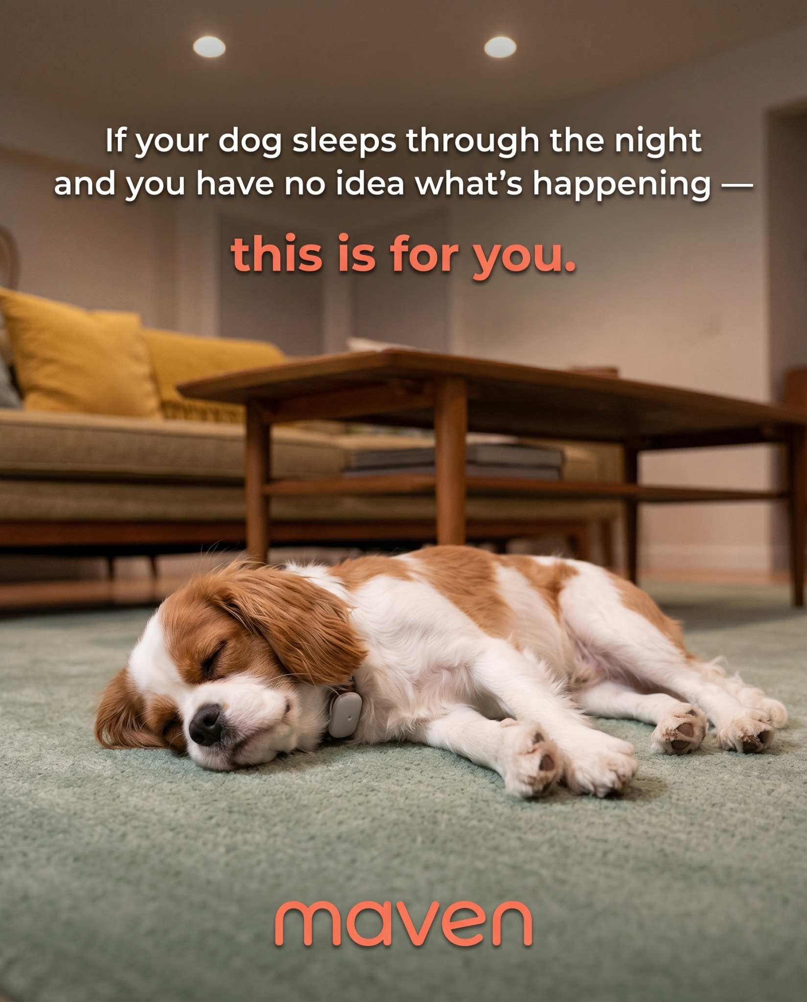 Maven Pet Facebook ad
