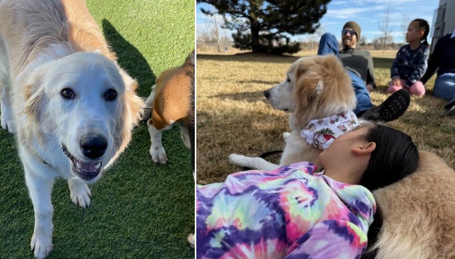 Front Range K9 Academy Facebook ad: Front Range K9 Academy - NoCo Dog Trainer