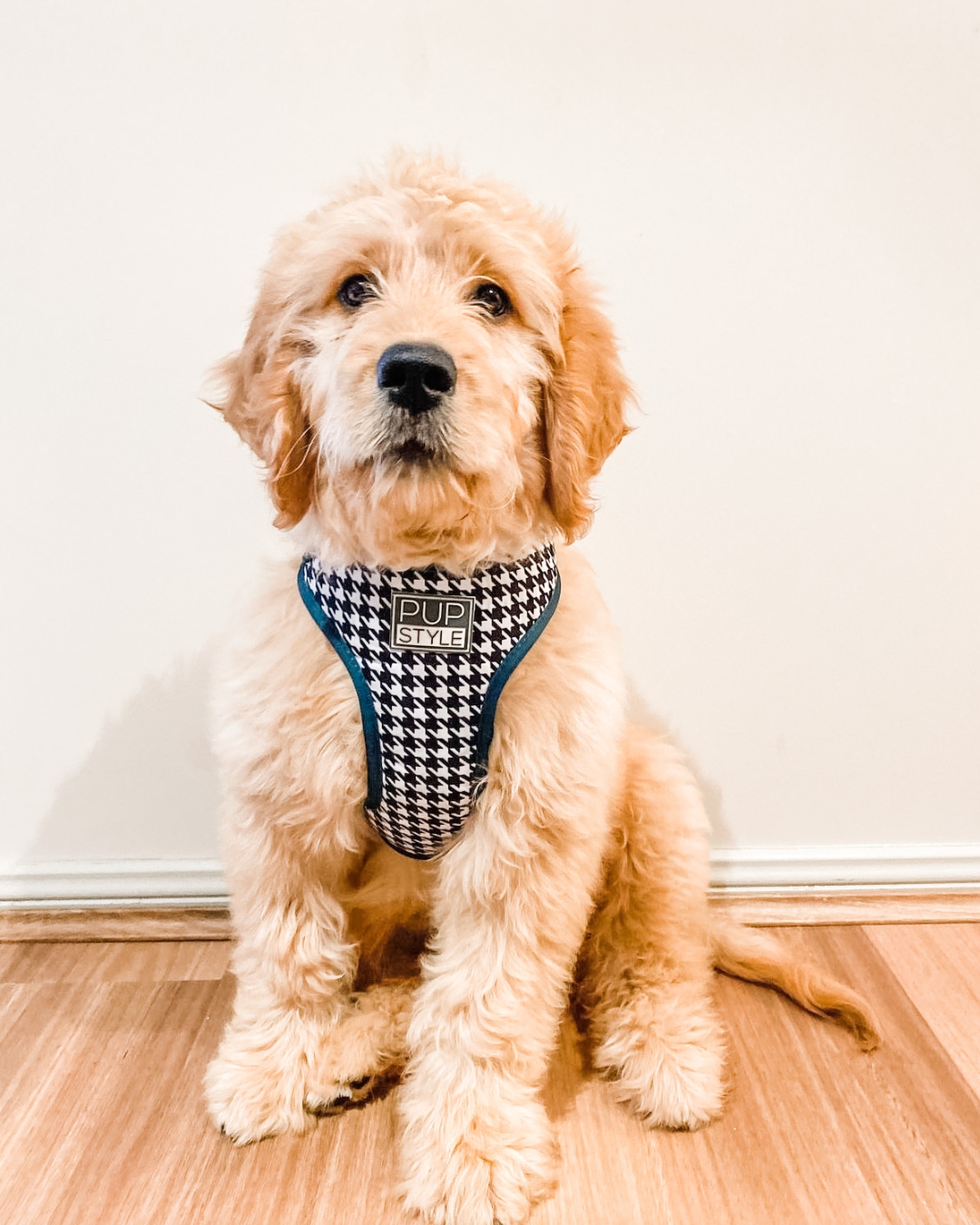 PUPSTYLE Store Facebook ad