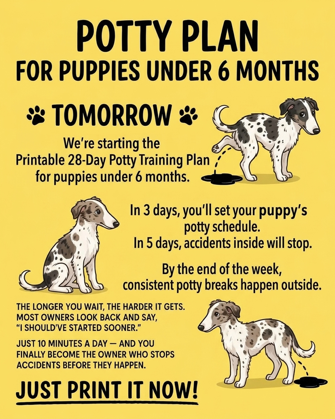 Ben Your Puppy Trainer Facebook ad