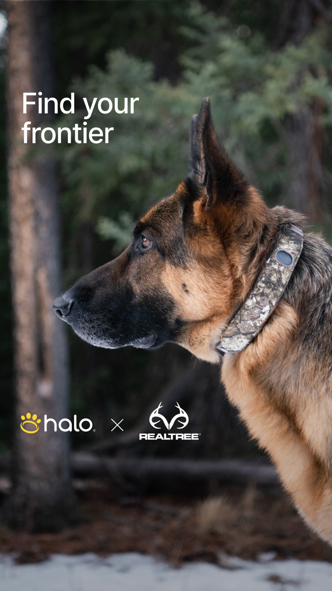 Halo Collar Facebook ad