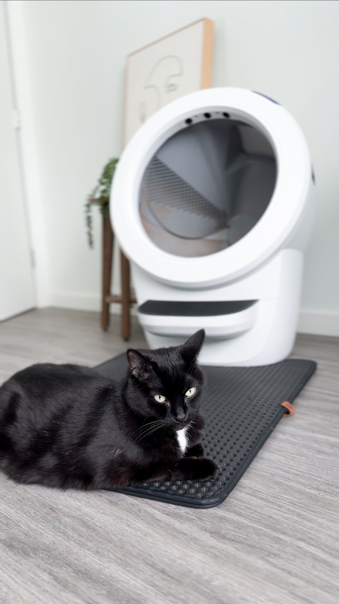 Litter-Robot by Whisker Facebook ad