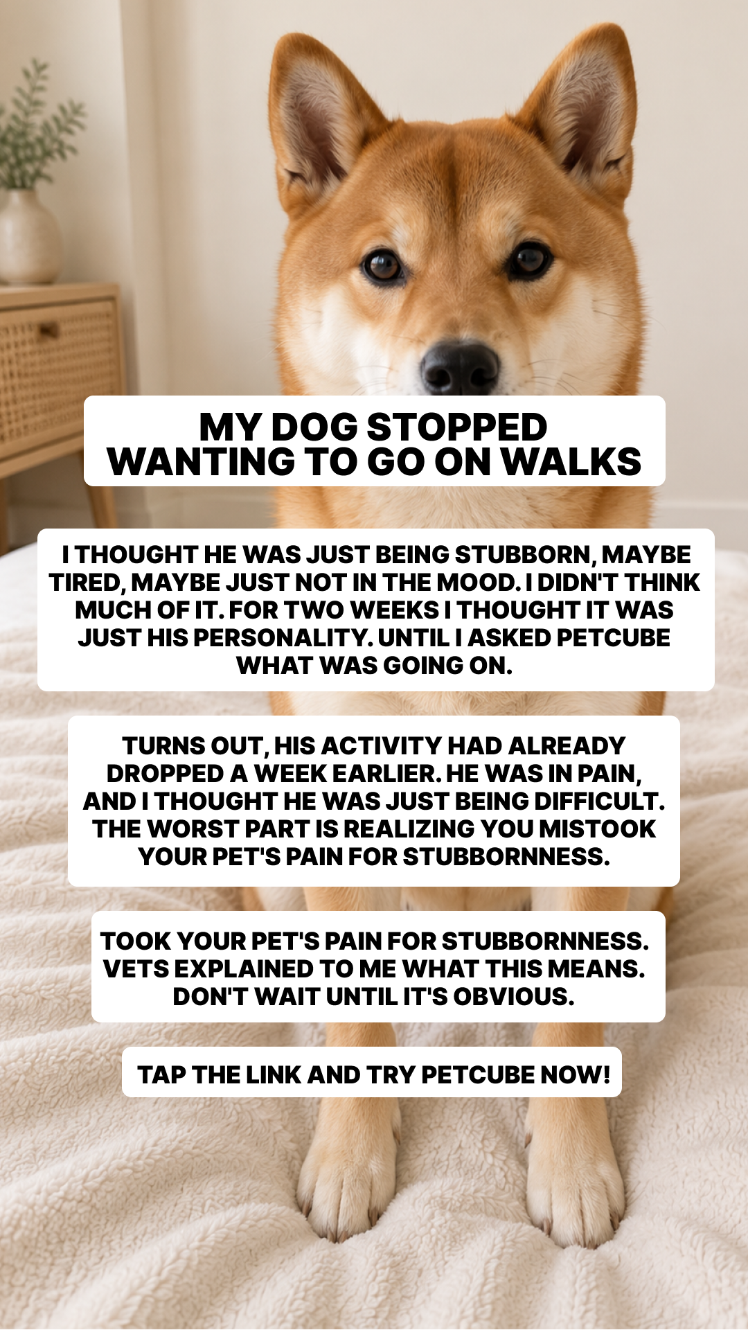 Petcube Facebook ad