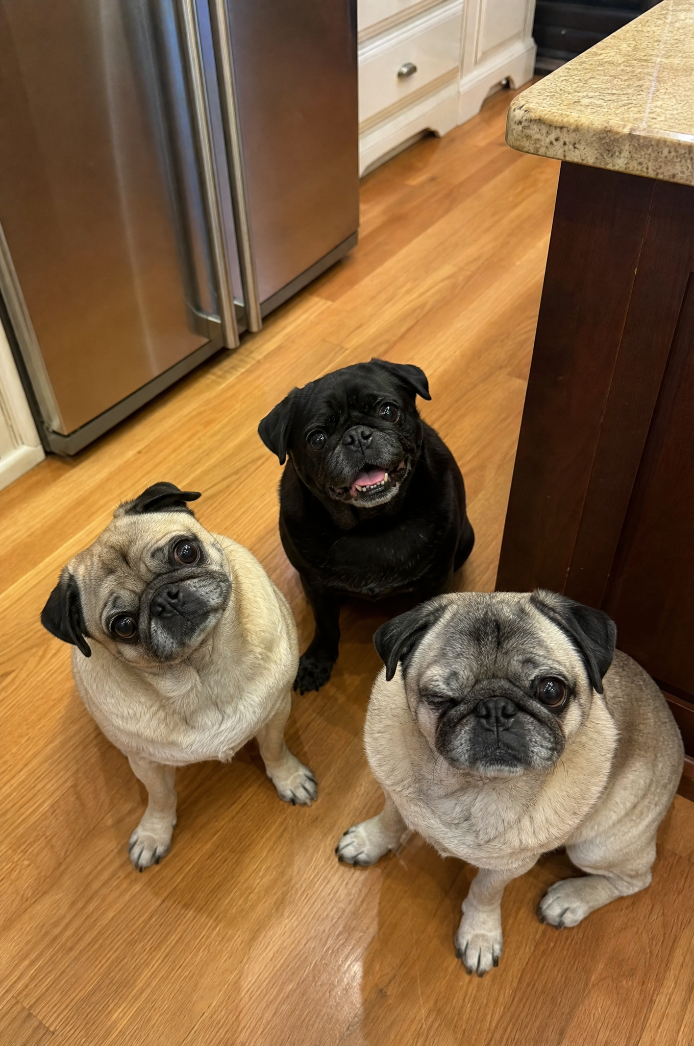 Cindy Lewis Facebook ad: Read this if you own a Pug