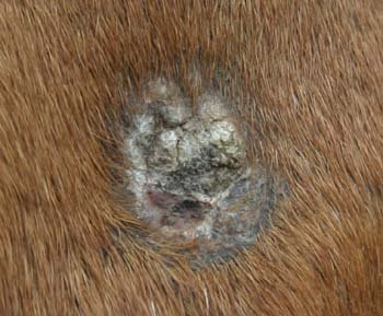 Equine Veterinary Essentials LLC Facebook ad