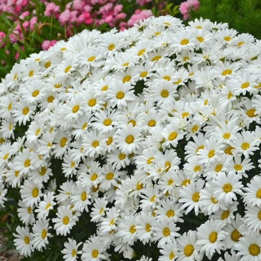 Nature Hills Nursery Facebook ad