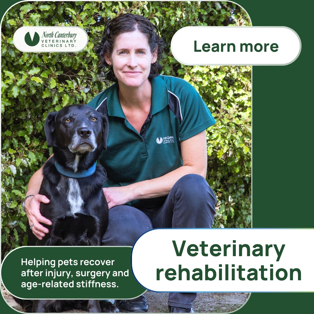 North Canterbury Vet Clinics Facebook ad: Our rehabilitation team helps reduce pain, restore movement…