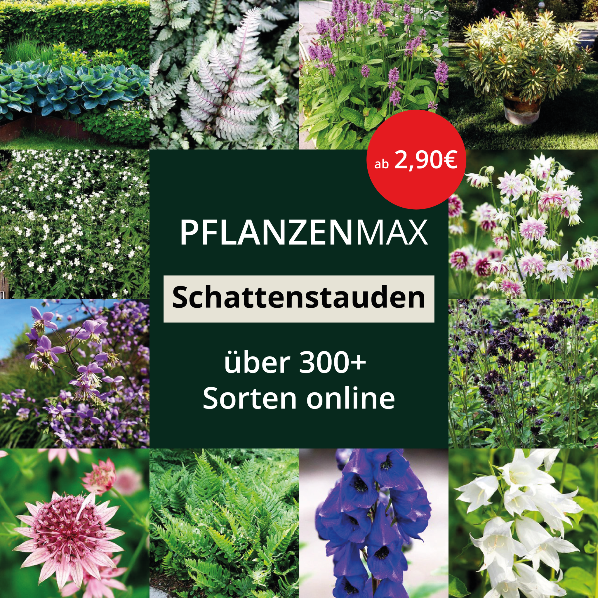 Pflanzenmax Facebook ad: Pflanzenmax: über 6000+ Pflanzen aus eigener Gärtnerei
