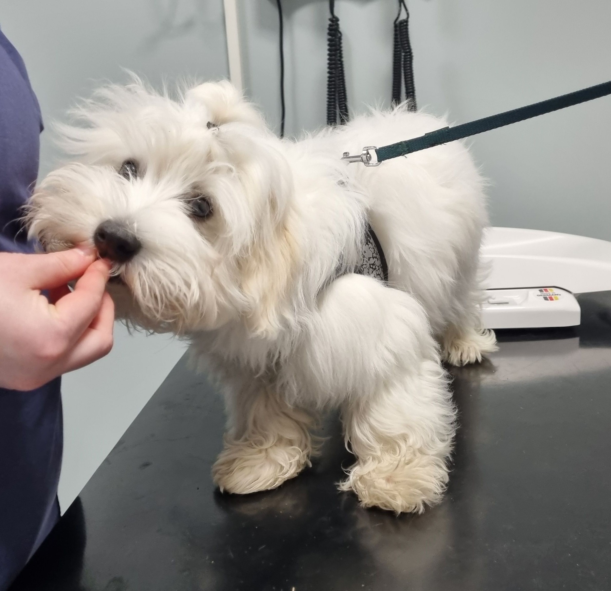 Hundeglede Hundeskole Facebook ad: Valpekurs i Fredrikstad (1 kveld på dyreklinikk i…