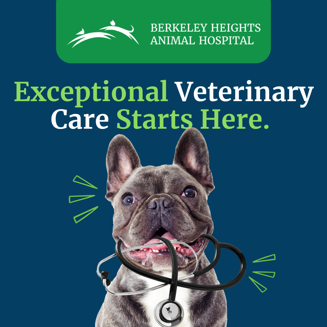 Berkeley Heights Animal Hospital Facebook ad