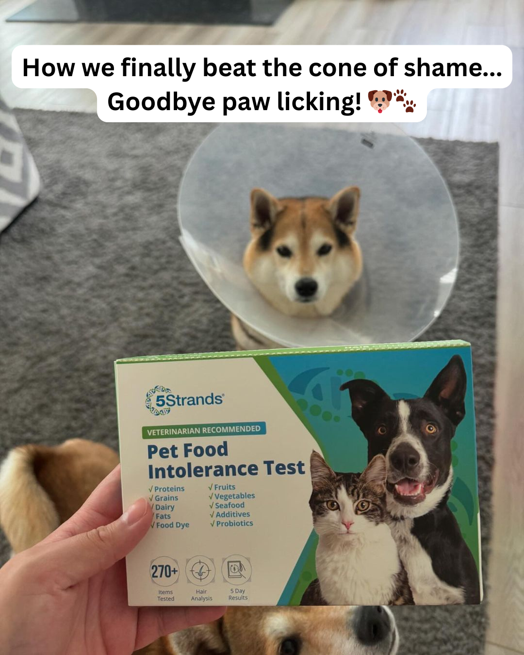 Paisley the Frenchton Facebook ad: No More Licking Paws Raw