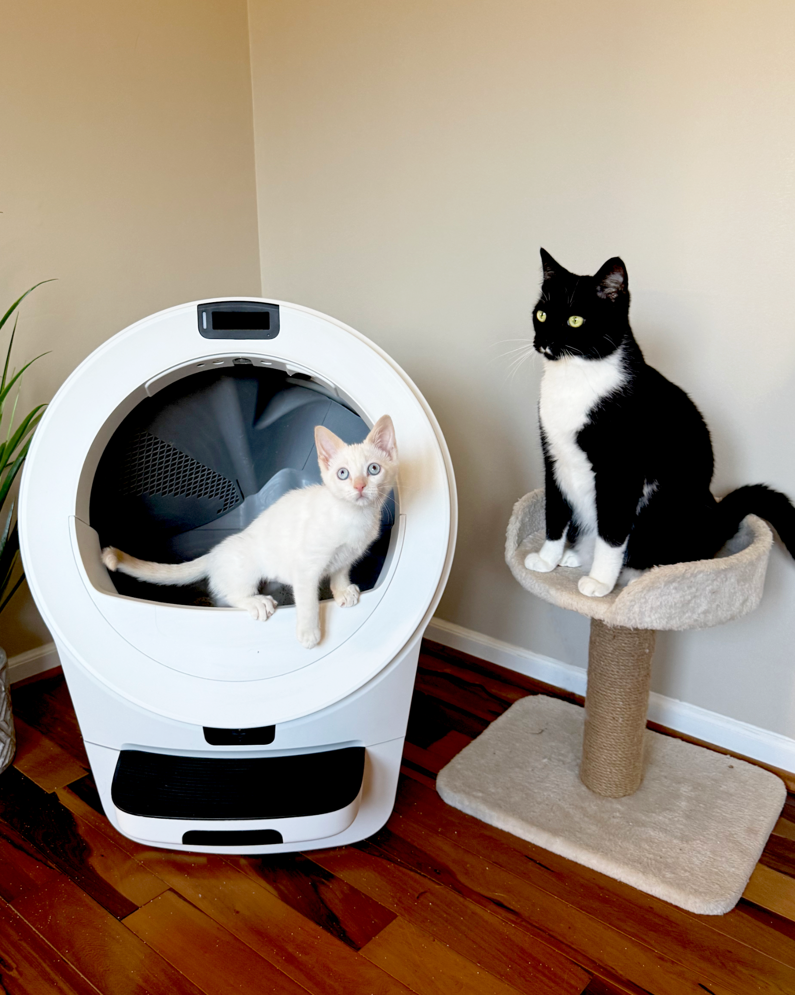 Litter-Robot by Whisker Facebook ad