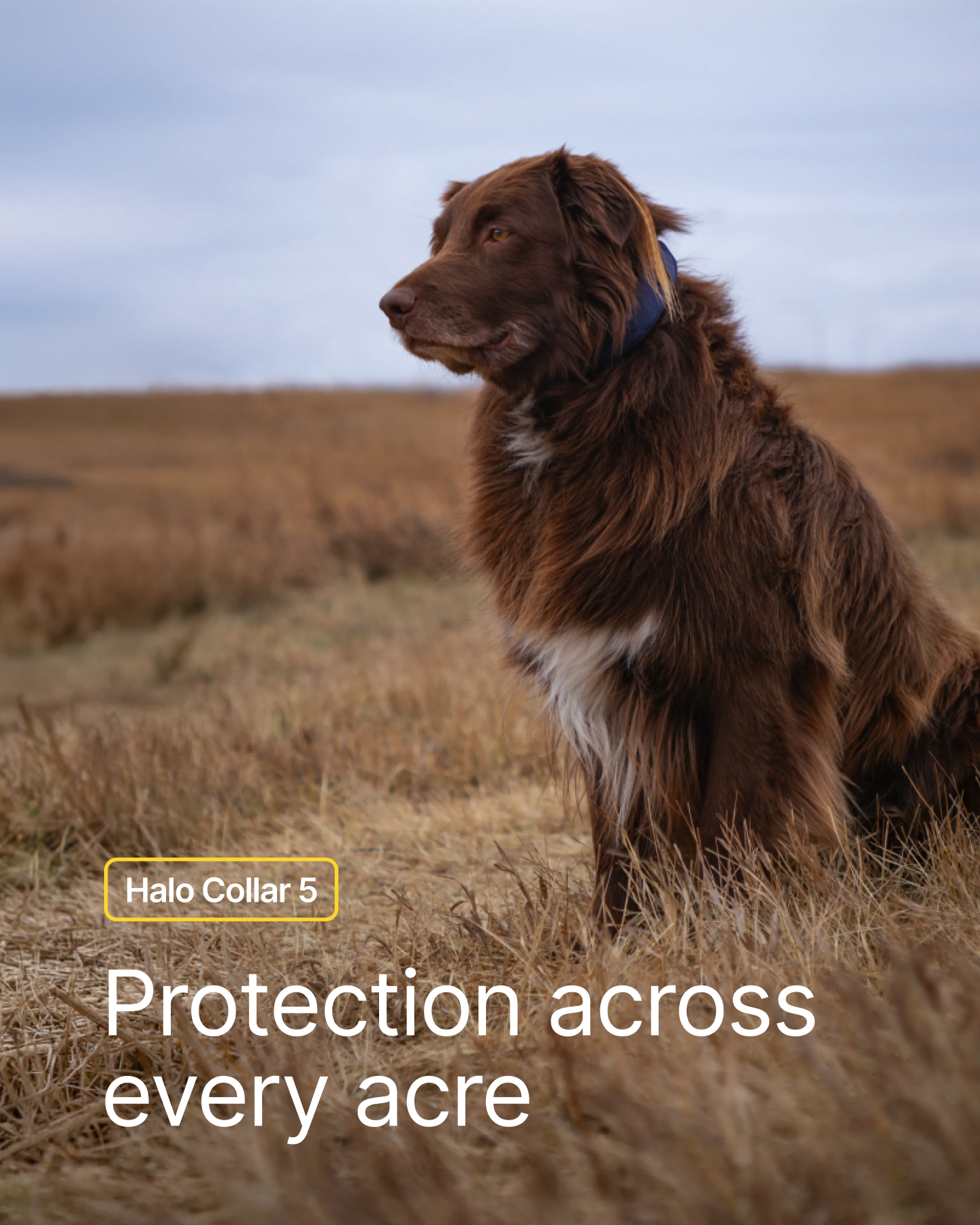 Halo Collar Facebook ad