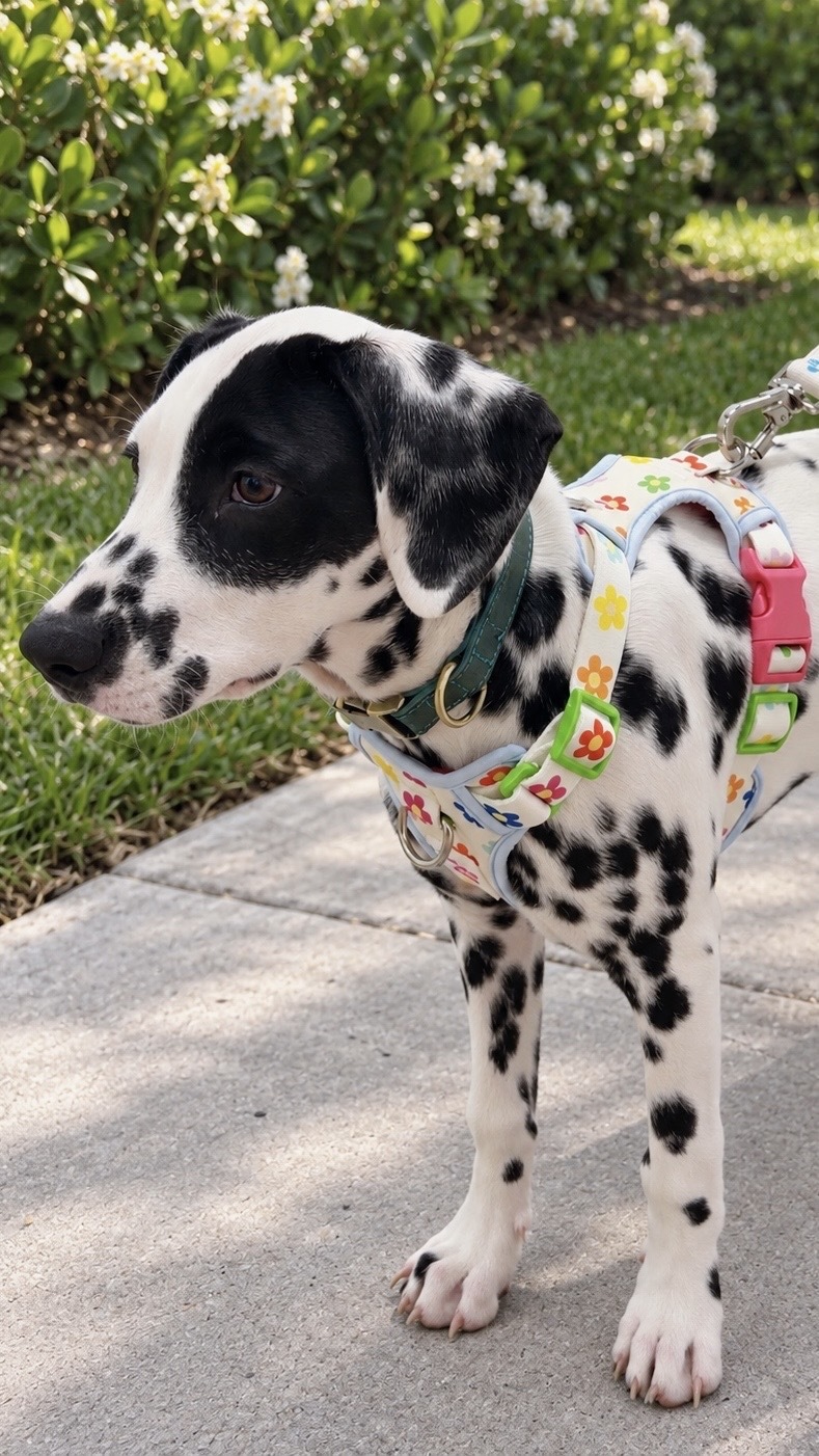 Maxbone Facebook ad: Grab It Before It's Gone