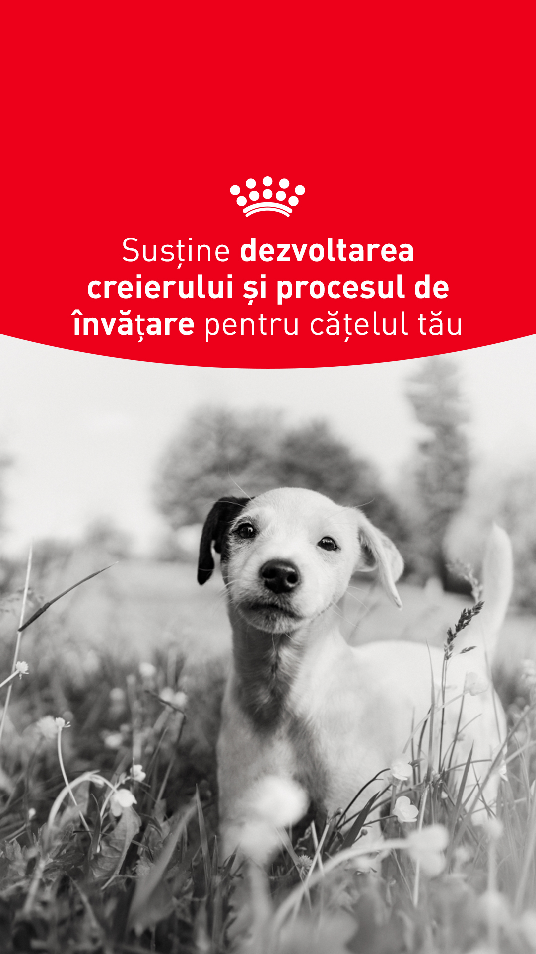 Royal Canin Facebook ad from Apr 24, 2026