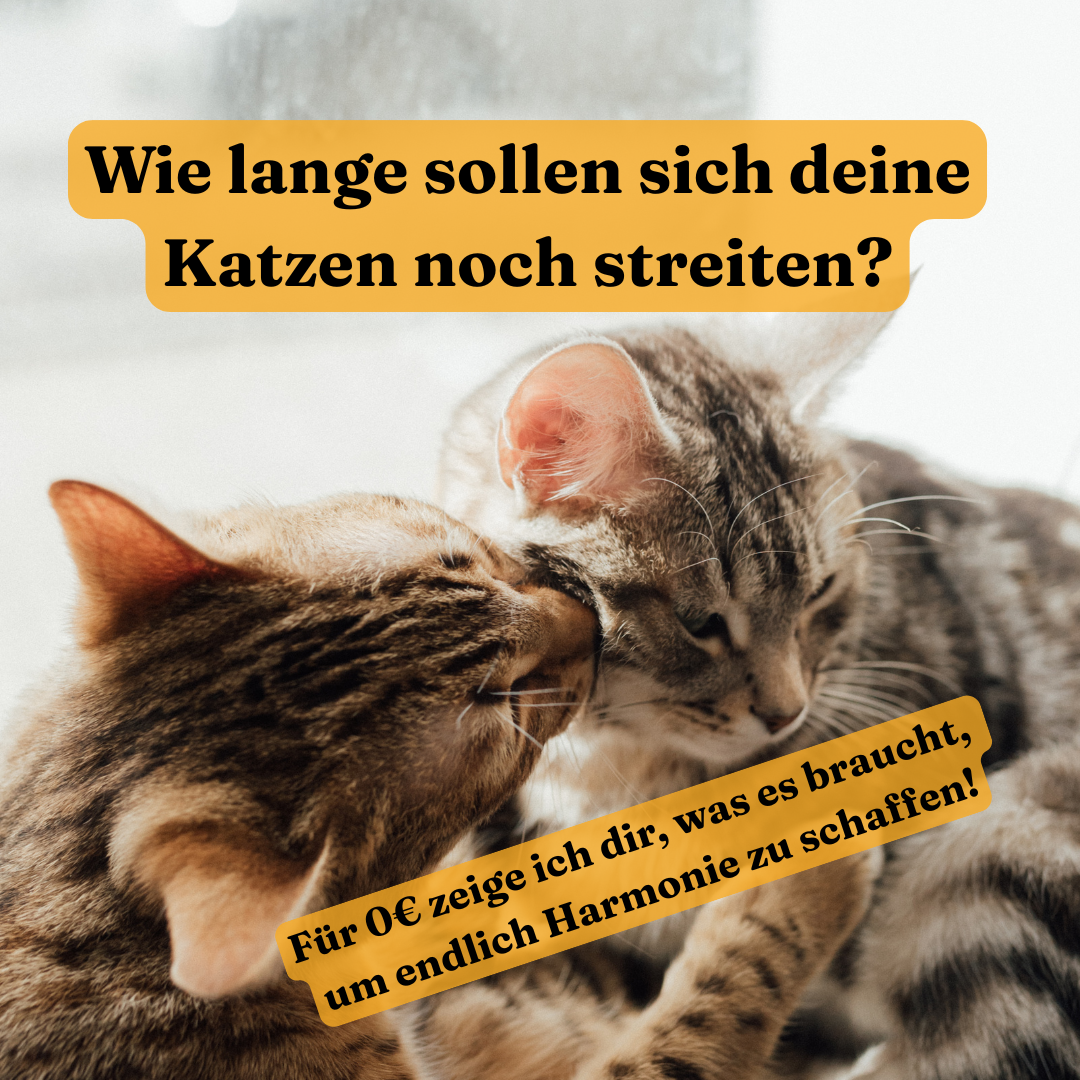 Anne Reuther Katzentraining Facebook ad: Katzenharmonie statt Dauerzoff