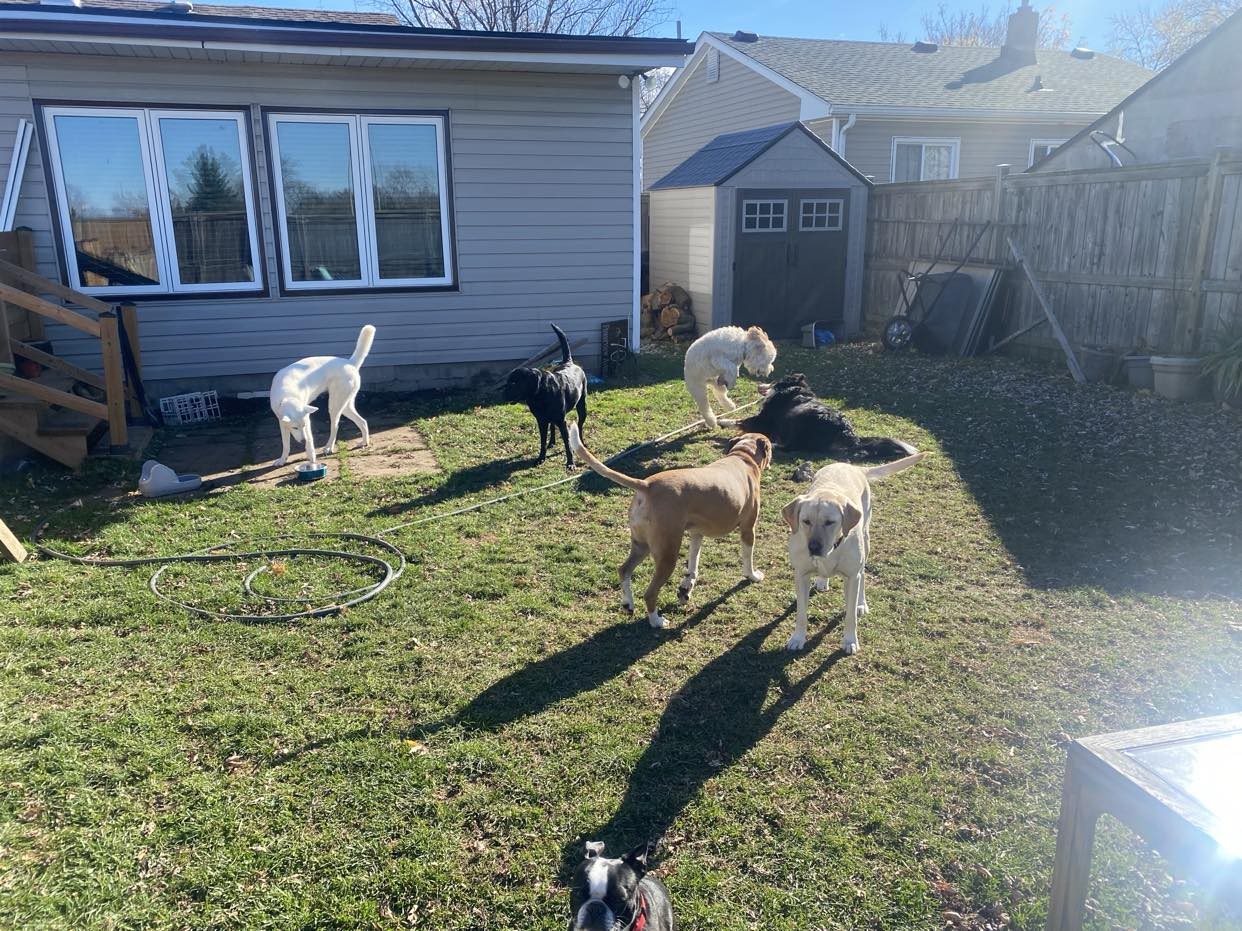 The Paw Pack Facebook ad: Dog Walker | St. Catharines, ON
