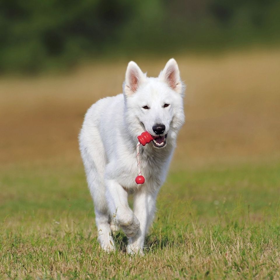 K9 Learning Academy SC Facebook ad