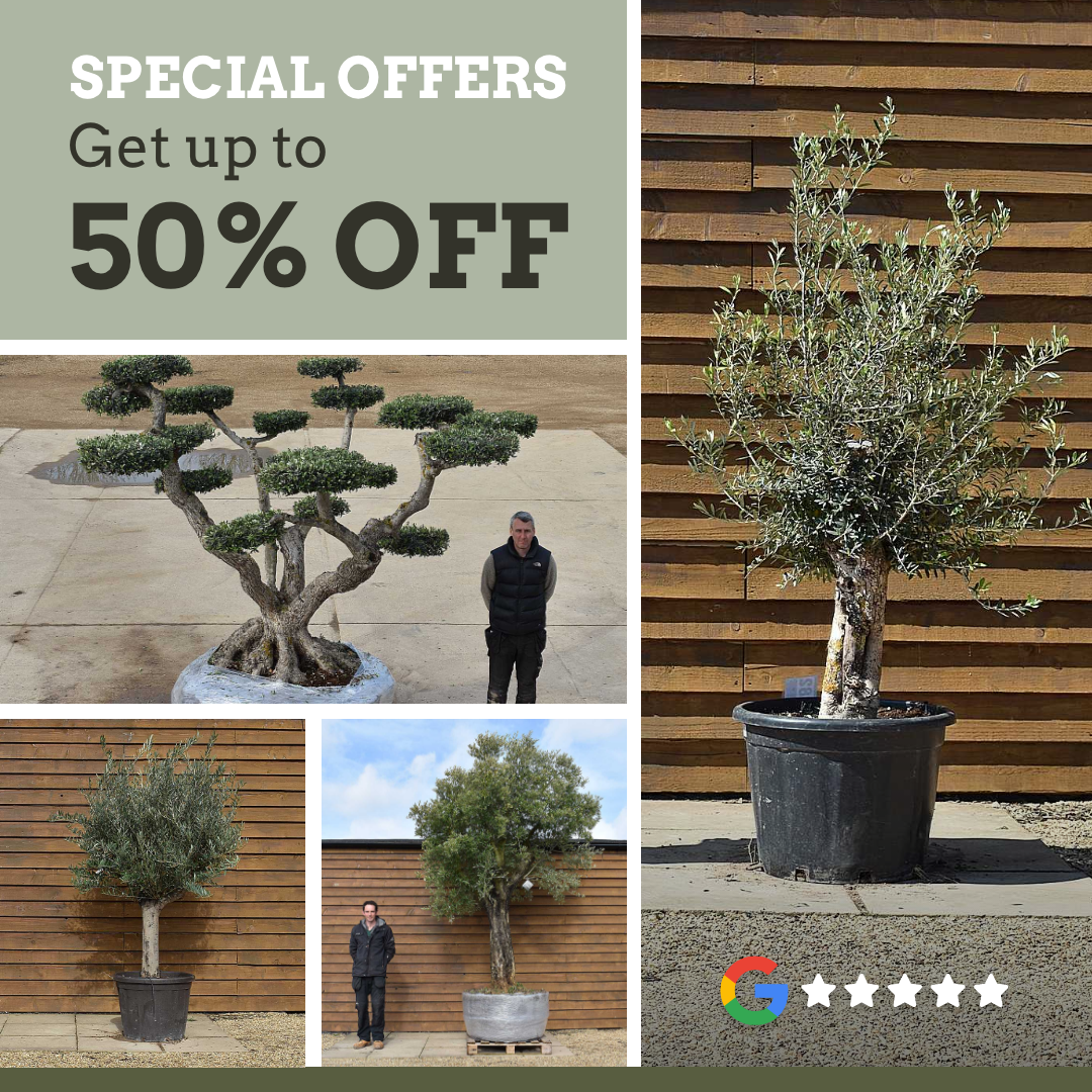 Olive Grove Oundle Facebook ad: Want a taste of the Mediterranean in your…