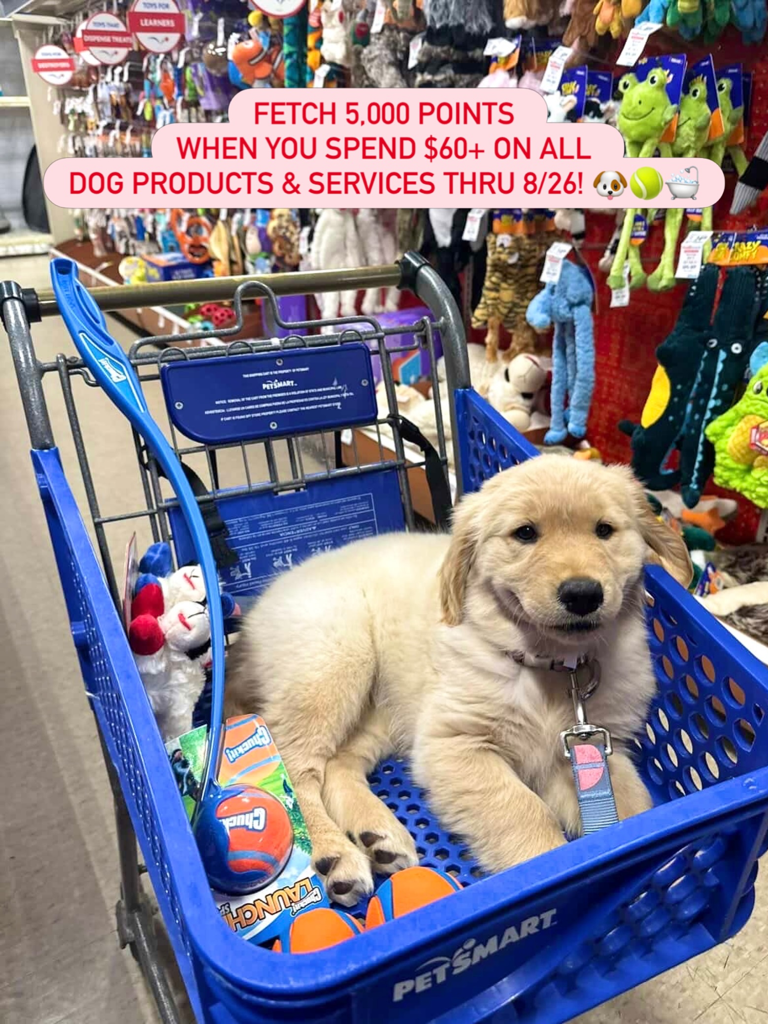 PetSmart Facebook ad