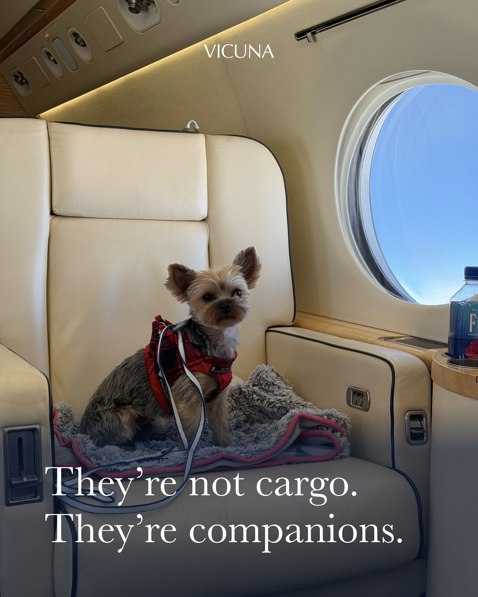 VICUNA AIR Facebook ad: Flying with your dog just changed.