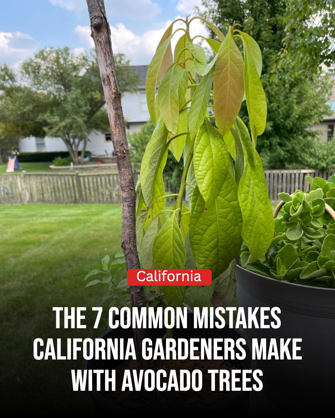 California Gardener Facebook ad: The 7 Common Mistakes California Gardeners Make With…