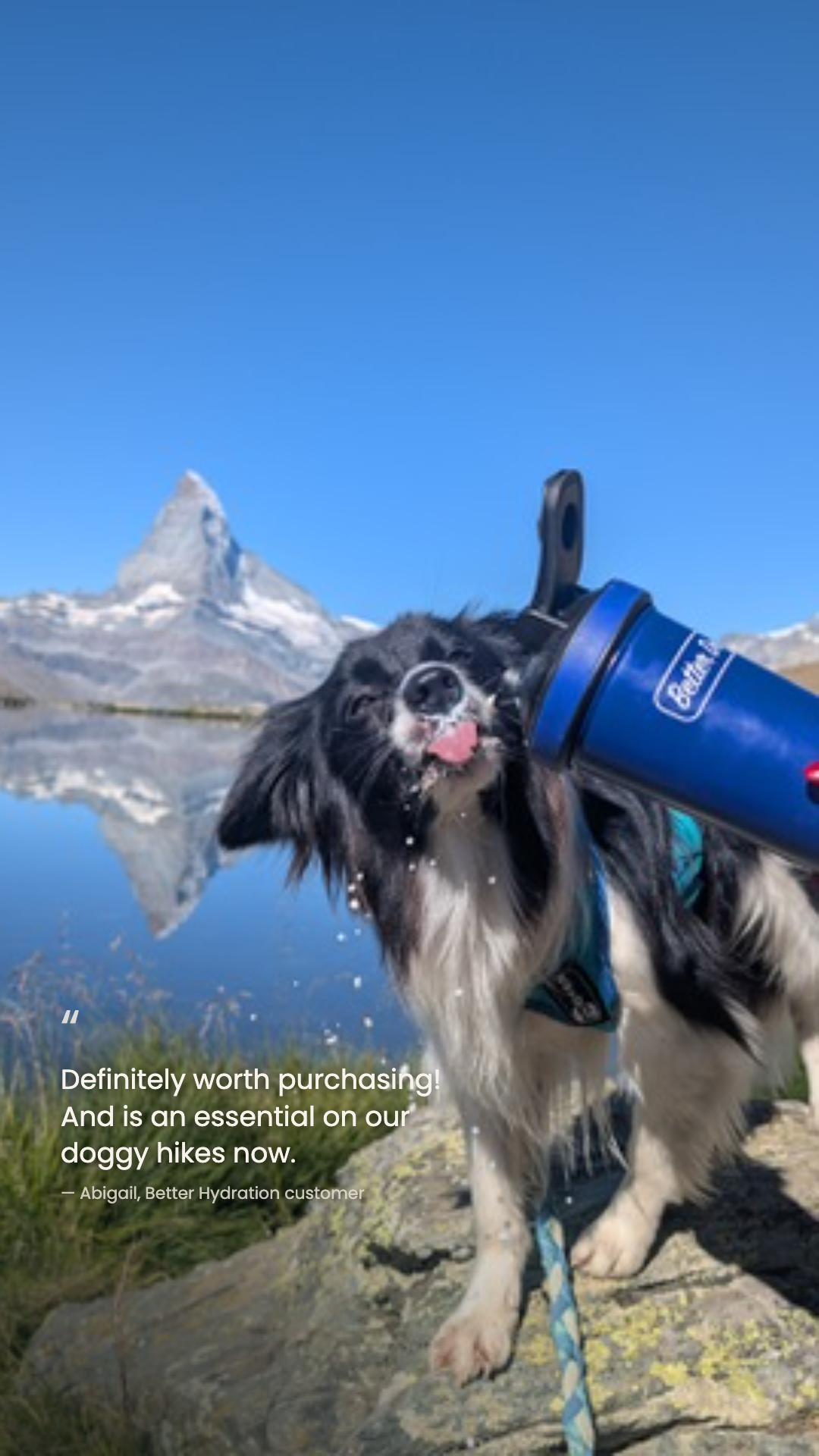 Better Dog Facebook ad from Aug 12, 2026