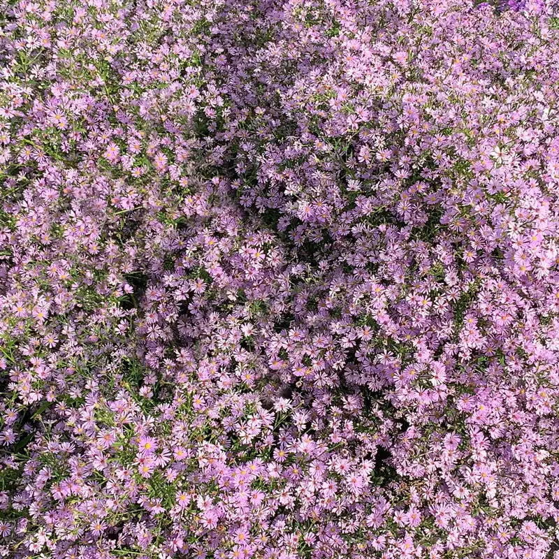 Spring Hill Nurseries Facebook ad: A dream garden is more than flowers-it's a…