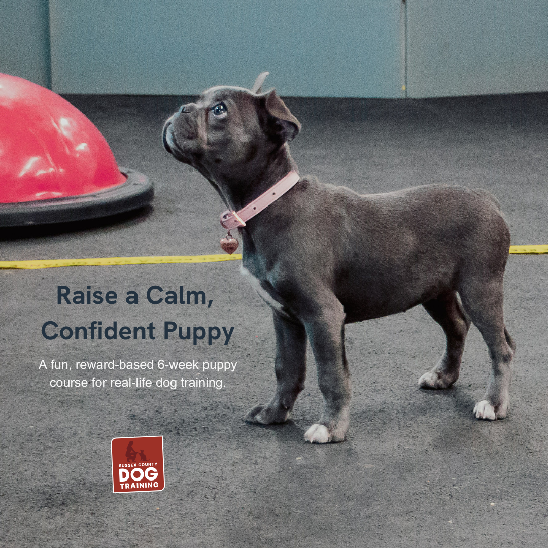 Sussex County Dog Training Facebook ad: From Chaos to Confidence | Expert Puppy Training