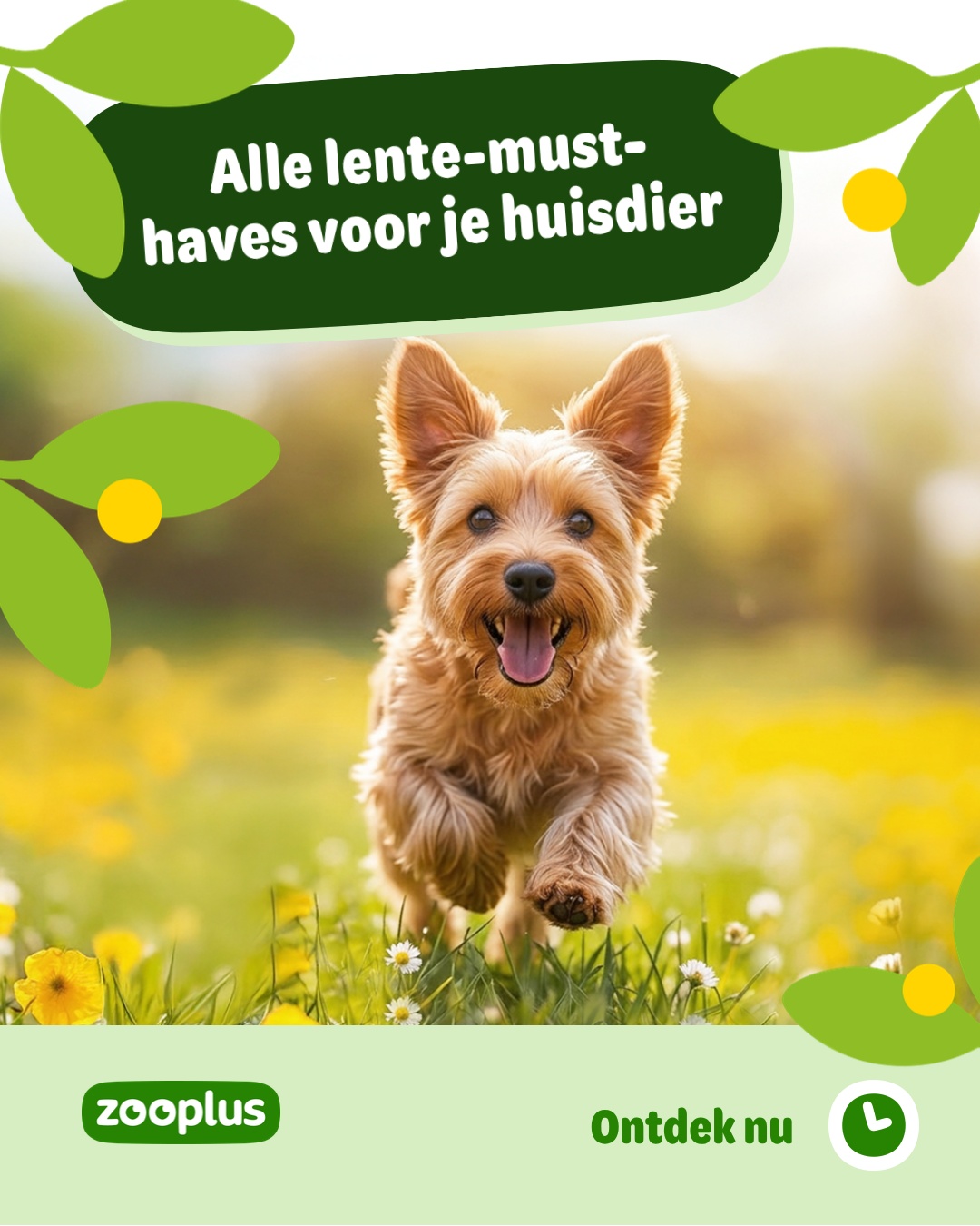 zooplus Facebook ad